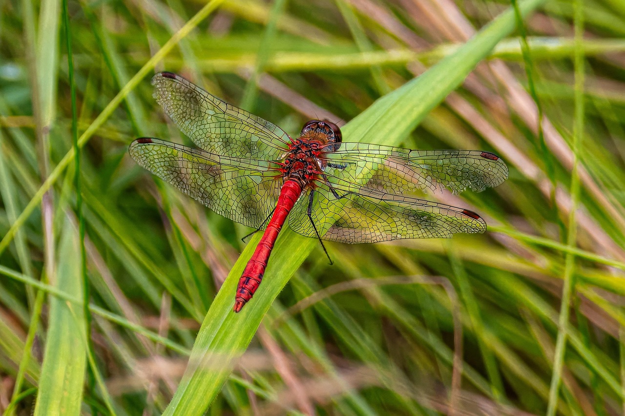 Original Cricket Betting Tutorials: Step-by-Step Guide for India (2027)